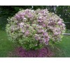 Вейгела цветущая Нана Вариегата (Nana Variegata) C 2,5
